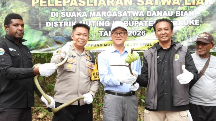 Polsek Muting dan KSDA Lepasliarkan Satwa Dilindungi