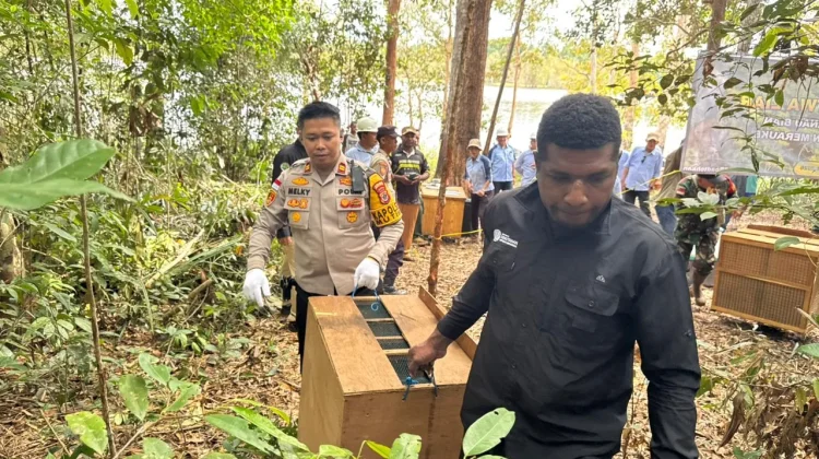 Polsek Muting dan KSDA Lepasliarkan Satwa Dilindungi
