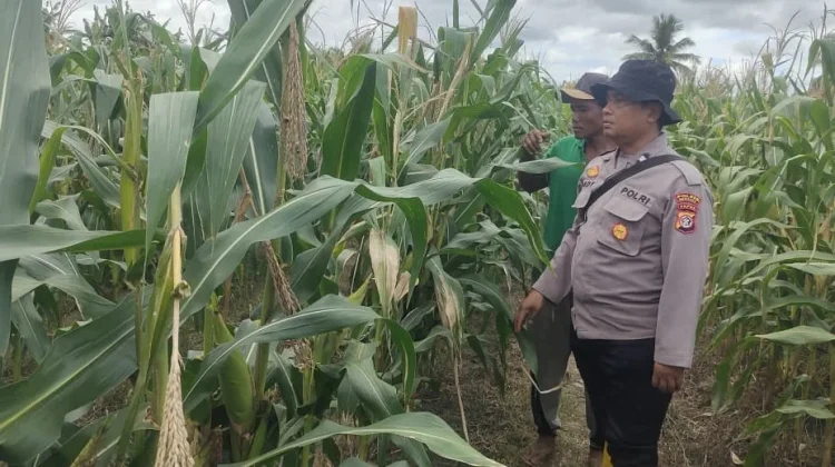 Polisi Semangga Perkuat Ketahanan Pangan Petani
