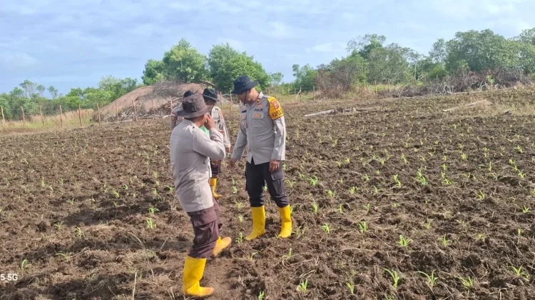 Polsek Jagebob Dukung Ketahanan Pangan, Bantu Pupuk Jagung