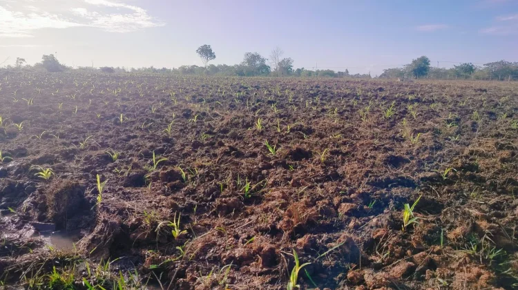 Polsek Jagebob Dukung Ketahanan Pangan, Bantu Pupuk Jagung
