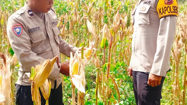 Polsek Jagebob Pantau Lahan Jagung Warga