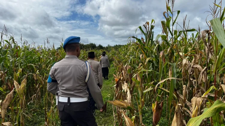 Polsek Jagebob Pantau Lahan Jagung Warga
