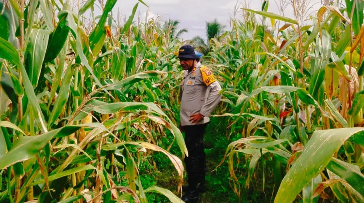 Polsek Jagebob Pantau Lahan Jagung Warga