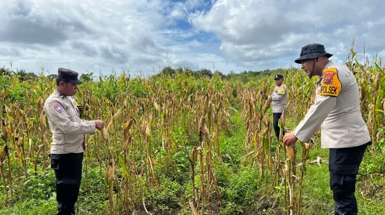 Polsek Jagebob Pantau Lahan Jagung Warga