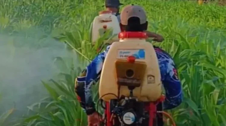 Polsek Kurik Dukung Tanam Jagung