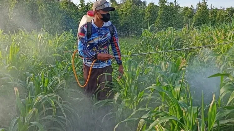 Polsek Kurik Dukung Tanam Jagung