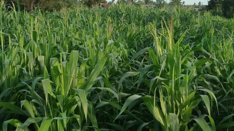 Polsek Kurik Dukung Tanam Jagung
