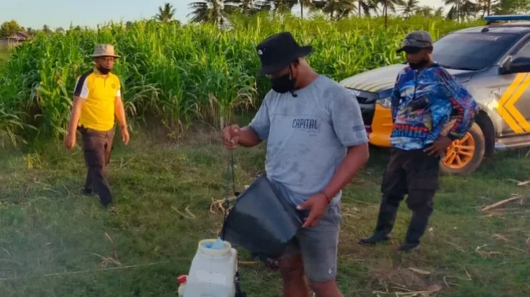 Polsek Kurik Dukung Tanam Jagung