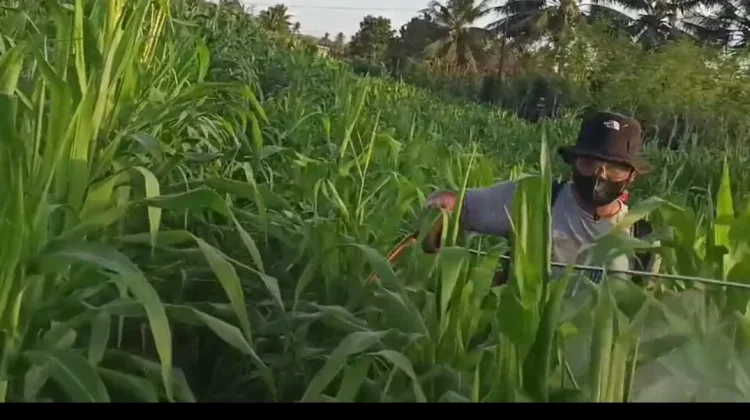 Polsek Kurik Dukung Tanam Jagung