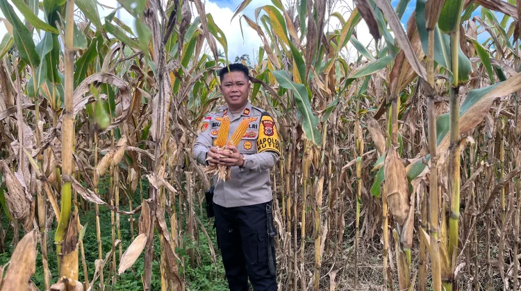 Polsek Muting Panen Jagung Dukung Ketahanan