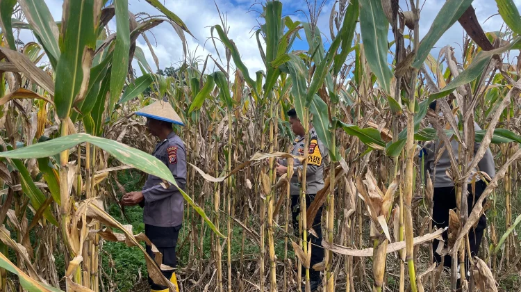 Polsek Muting Panen Jagung Dukung Ketahanan