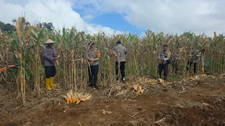 Polsek Muting Panen Jagung Dukung Ketahanan