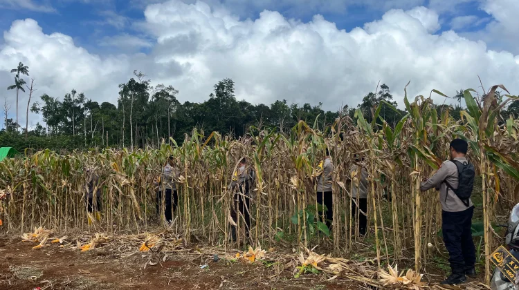 Polsek Muting Panen Jagung Dukung Ketahanan