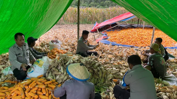 Polsek Muting Panen Jagung Dukung Ketahanan