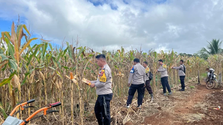 Polsek Muting Panen Jagung Dukung Ketahanan