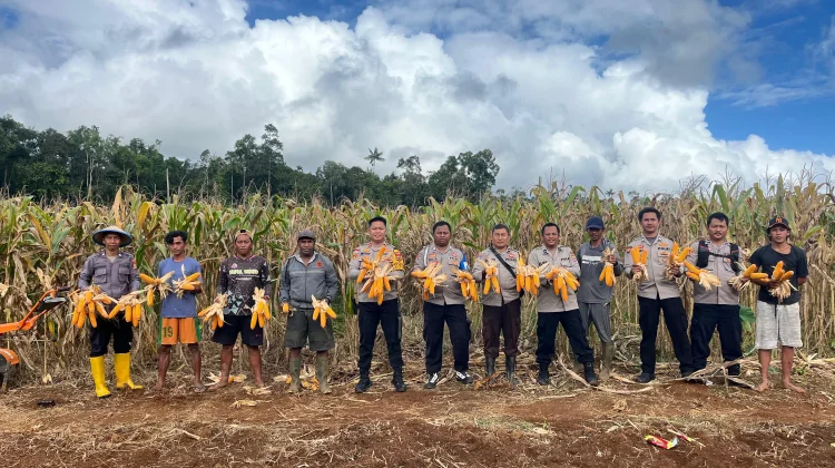 Polsek Muting Panen Jagung Dukung Ketahanan