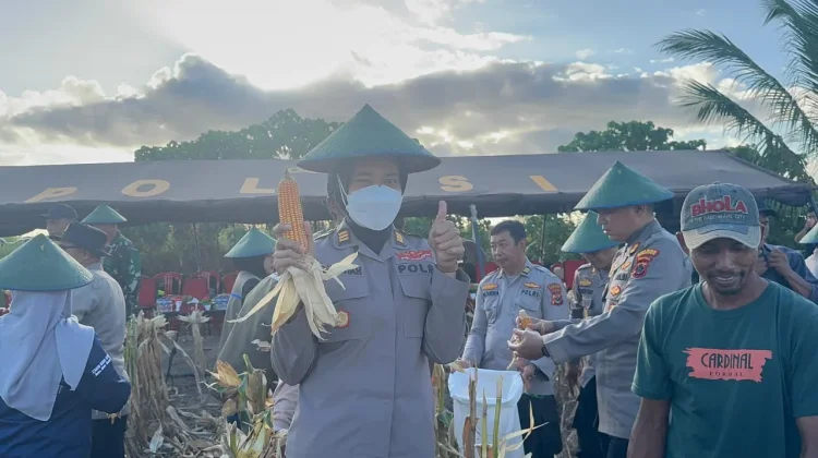 Polres Merauke Panen Raya Jagung Kuartal II