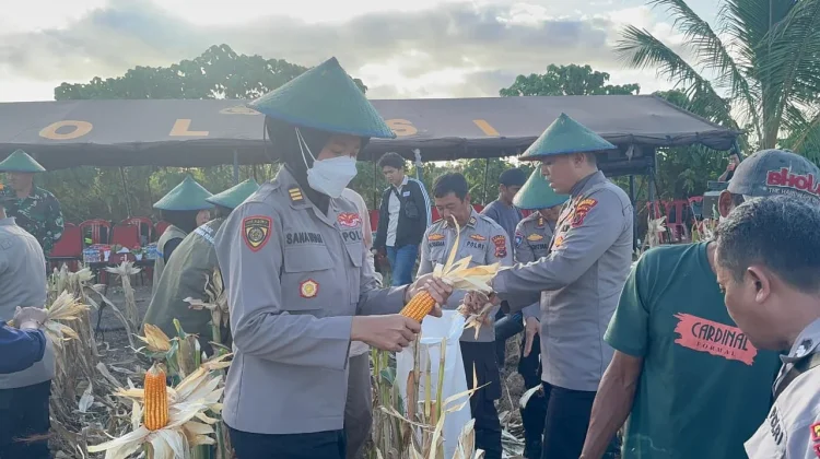 Polres Merauke Panen Raya Jagung Kuartal II