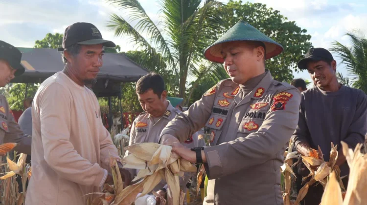 Polres Merauke Panen Raya Jagung Kuartal II
