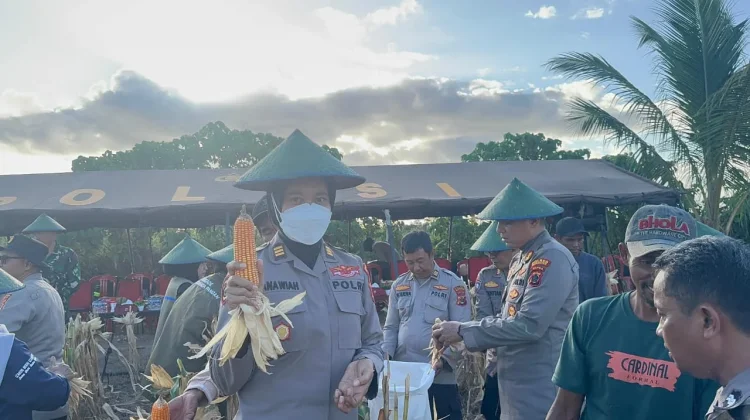 Polres Merauke Panen Raya Jagung Kuartal II