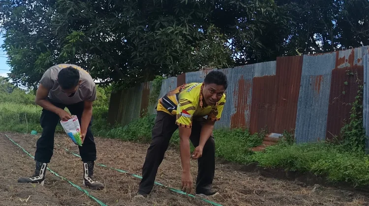 Polisi Turun Tanam Jagung Ketahanan Pangan
