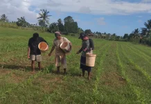 Monitoring Jagung di Yogin Berjalan Lancar