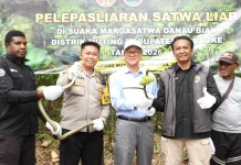 Polsek Muting dan KSDA Lepasliarkan Satwa Dilindungi