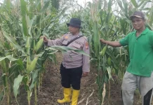 Polisi Semangga Perkuat Ketahanan Pangan Petani