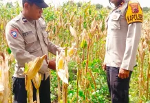 Polsek Jagebob Pantau Lahan Jagung Warga