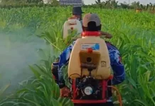 Polsek Kurik Dukung Tanam Jagung
