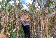 Polsek Muting Panen Jagung Dukung Ketahanan