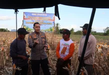 Polres Merauke Panen Raya Jagung Kuartal II