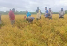 Janji Edoardus Kaize Belum Sampai 24 Jam Kelompok Tani Cabui Menerima Kombayen.
