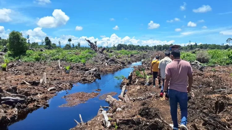 Dugaan Alih Fungsi Gambut Rawa Tripa di Nagan Raya, Aceh