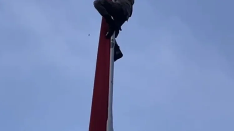 Aksi Heroik Satpol PP Provinsi: Panjat Tiang Demi Selamatkan Bendera Merah Putih