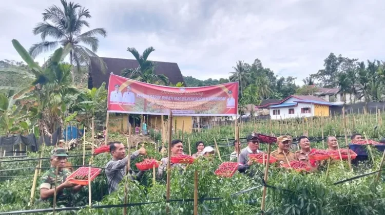 Panen Cabai di Desa Golambanua I, Lahusa