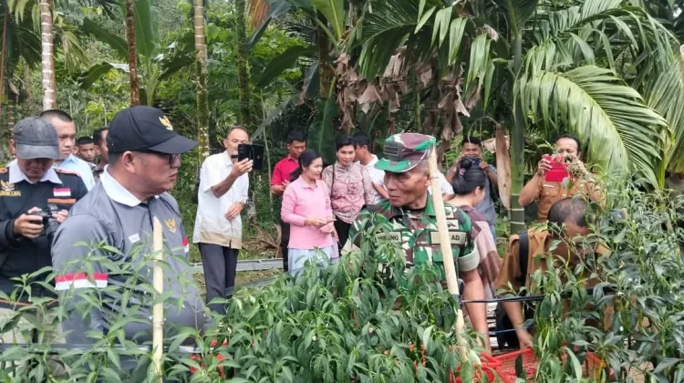 Panen Cabai di Desa Golambanua I, Lahusa