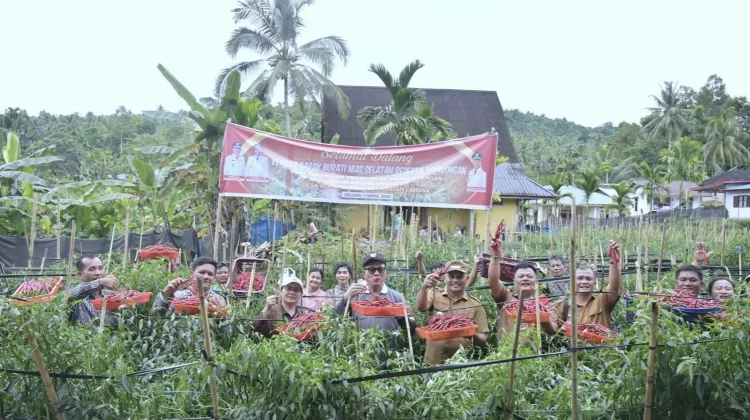 Bupati Nias-Selatan Apresiasi Panen Raya Cabai Merah Lahusa