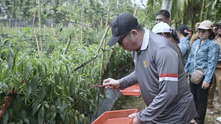 Bupati Nias-Selatan Apresiasi Panen Raya Cabai Merah Lahusa