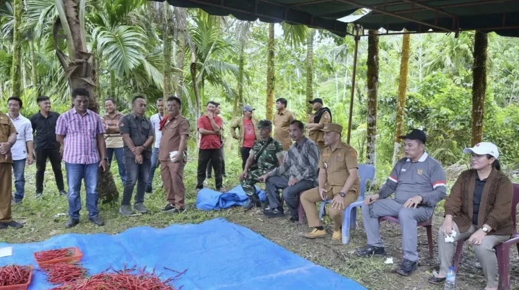 Bupati Nias-Selatan Apresiasi Panen Raya Cabai Merah Lahusa