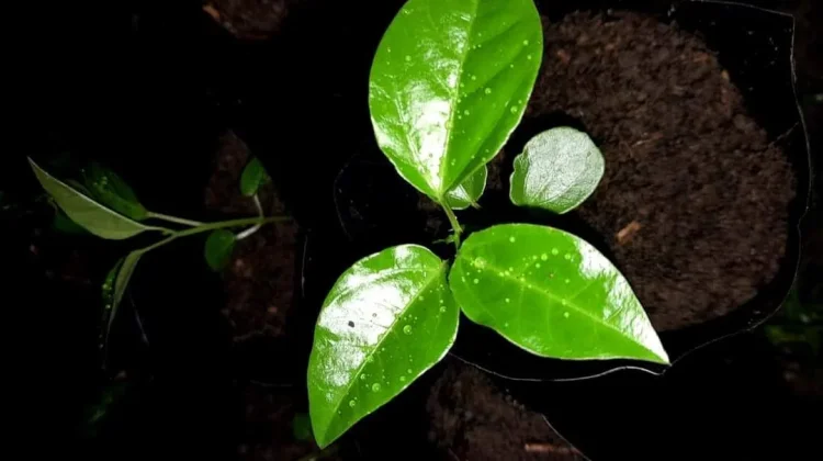 Mengenal Simalambuo Pohon Endemik Nias Penjaga Mata Air