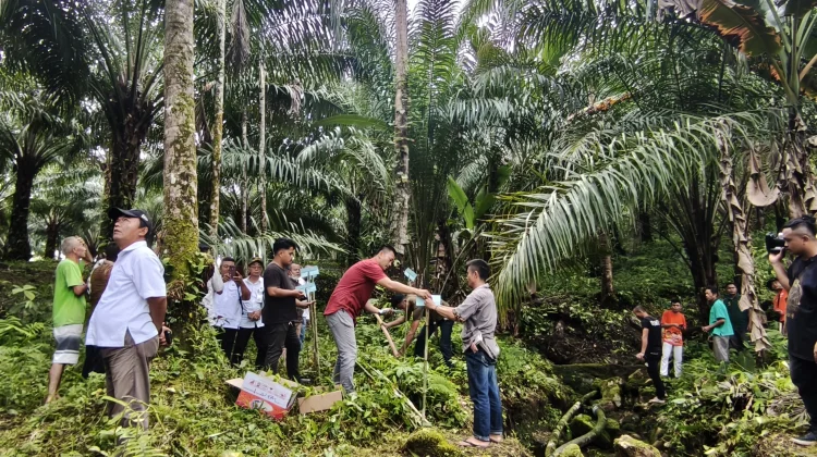 Mengenal Simalambuo Pohon Endemik Nias Penjaga Mata Air