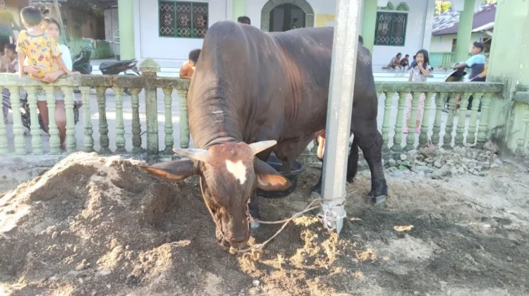 Tiba di Mesjid Al-Jihad Lagundri, Sapi Qurban Bantuan Presiden jadi Tontonan Warga