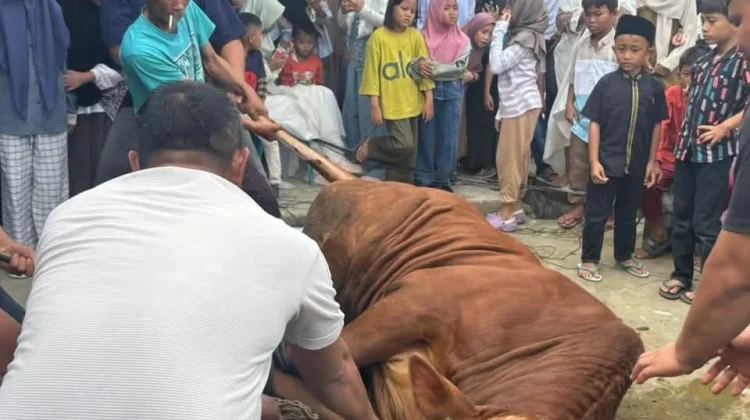 Kapolres Nias Selatan Serahkan Kurban ke Sejumlah Masjid