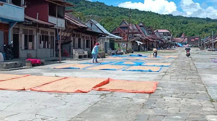 Masyarakat Desa Hilisimaetano Manfaatkan Panas Matahari Keringkan Padi