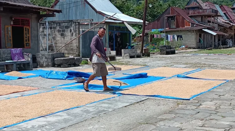 Masyarakat Desa Hilisimaetano Manfaatkan Panas Matahari Keringkan Padi