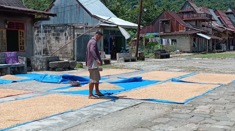 Masyarakat Desa Hilisimaetano Manfaatkan Panas Matahari Keringkan Padi