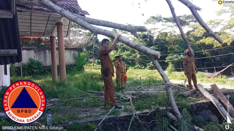 BPBD Nisel Lakukan Pembersihan Pohon Tumbang di Area Perkantoran