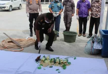 Pemusnahan Barang Bukti Perkara Tipidum di Kejaksaan Negeri Nias Selatan